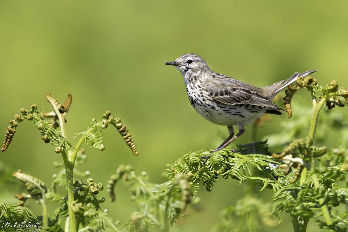 Meadow Pipit - ML589480511