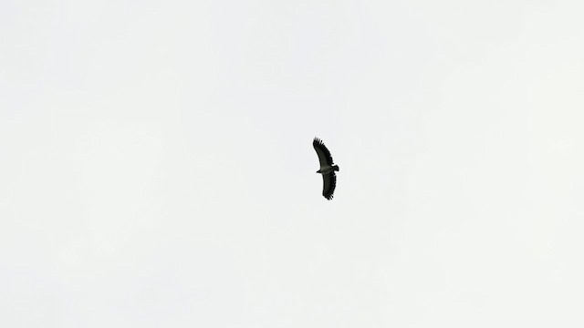 King Vulture - ML589481501