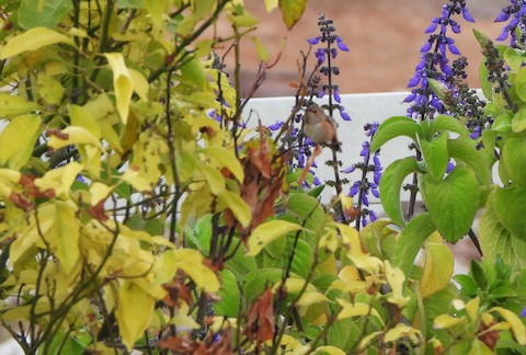 Allen's Hummingbird - Lena Hayashi