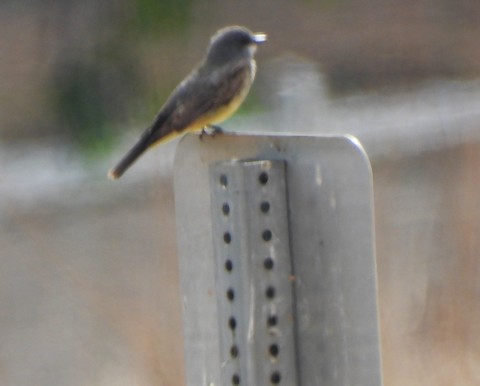 Cassin's Kingbird - Lena Hayashi