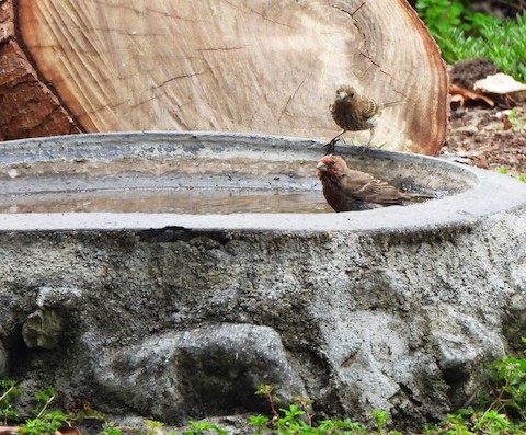 House Finch - Lena Hayashi