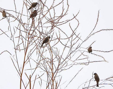 House Finch - Lena Hayashi