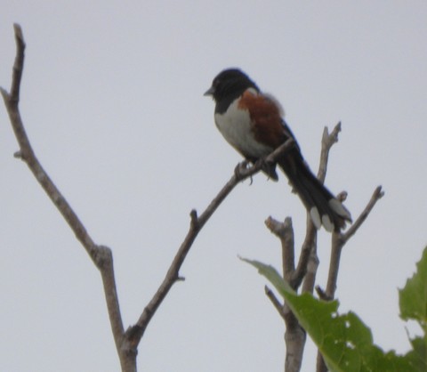 Spotted Towhee - Lena Hayashi