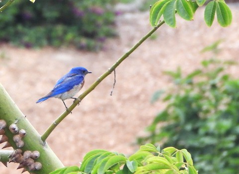 Western Bluebird - Lena Hayashi