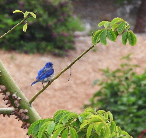 Western Bluebird - Lena Hayashi