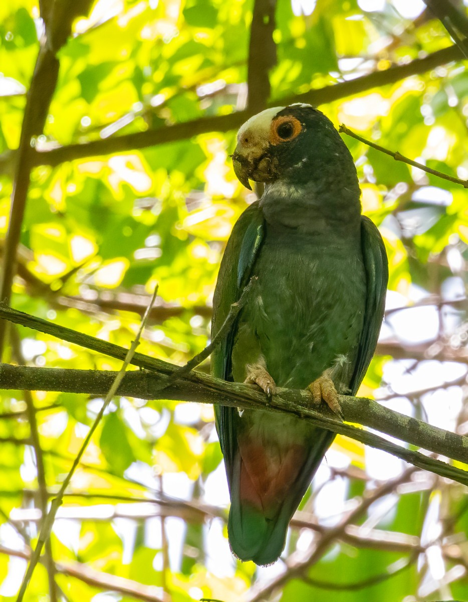White-crowned Parrot - ML589483911
