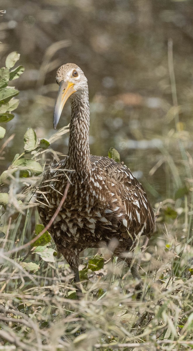 Ebird Checklist Jun Antelope Rd Ramah Us Co