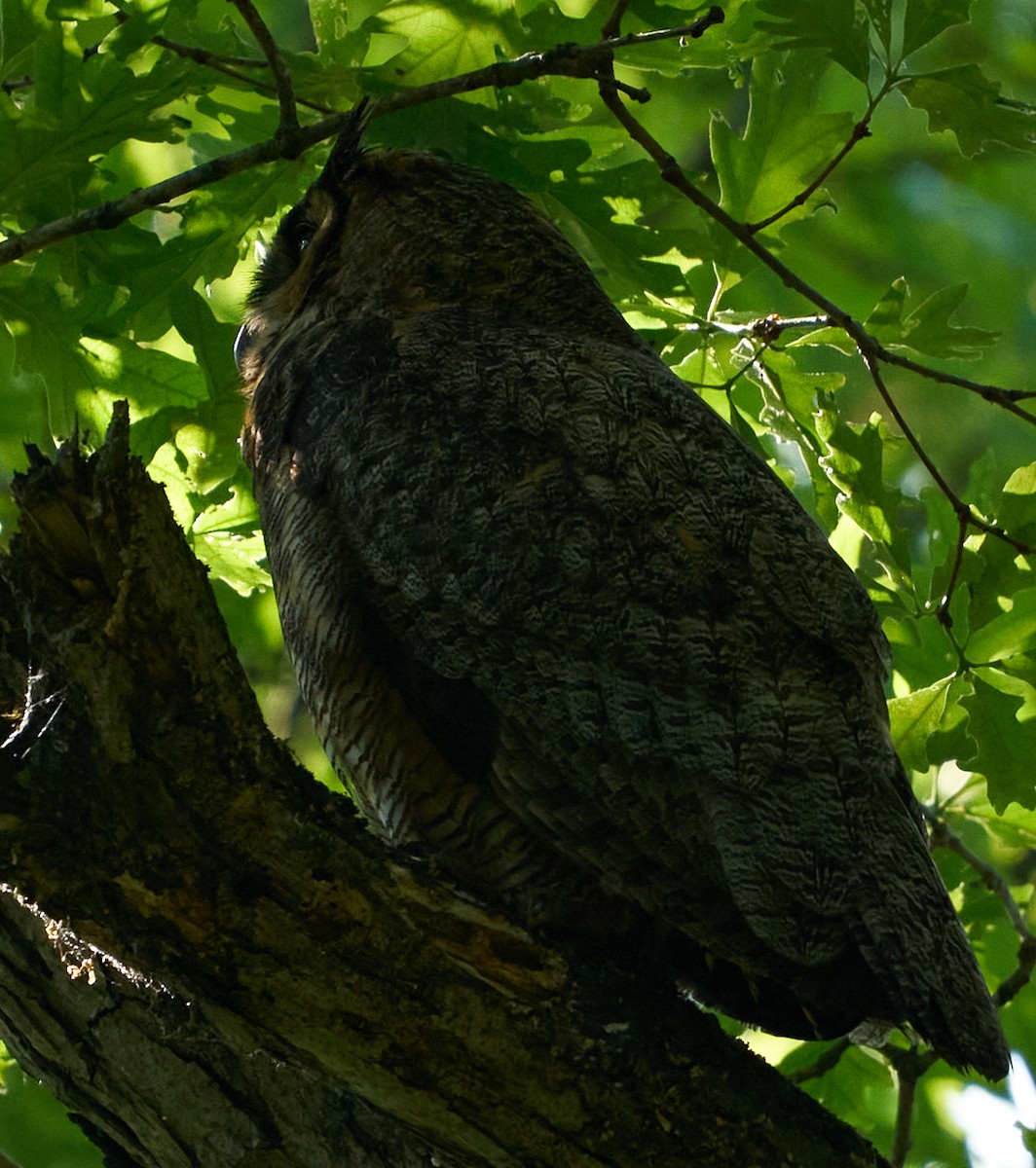 Great Horned Owl - ML589492061