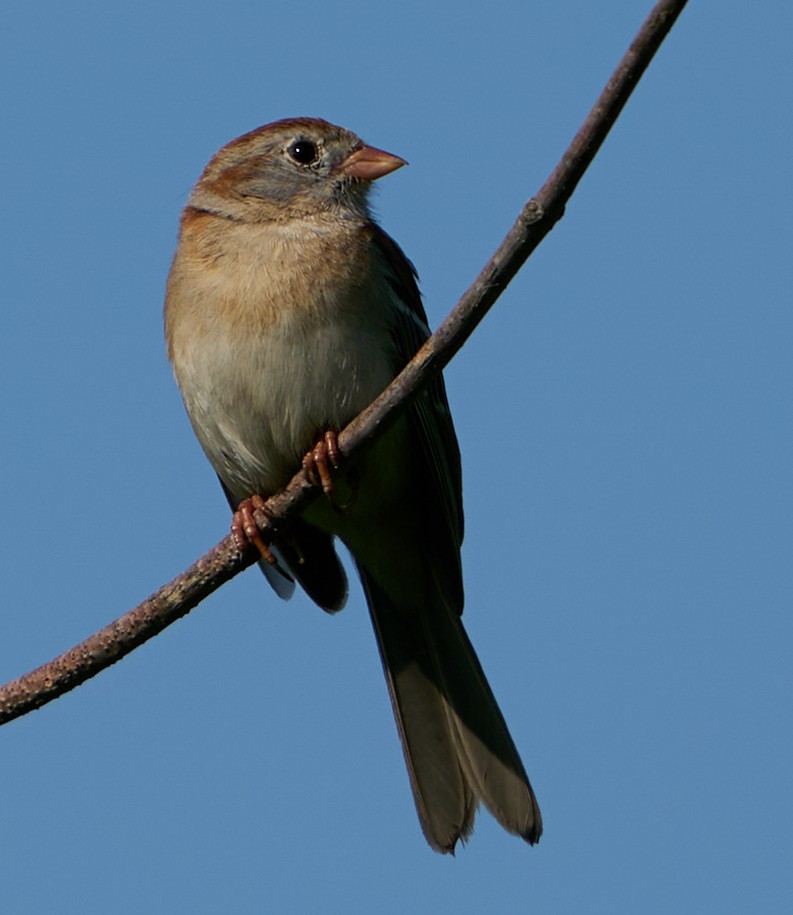 Field Sparrow - Wesley Sadler