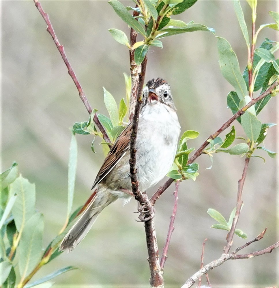 Swamp Sparrow - ML589499471