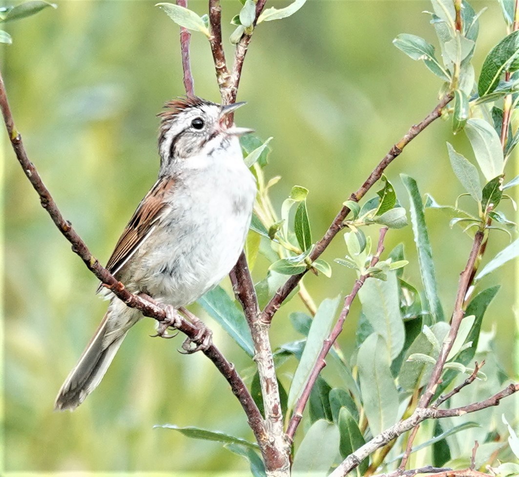 Swamp Sparrow - ML589499501