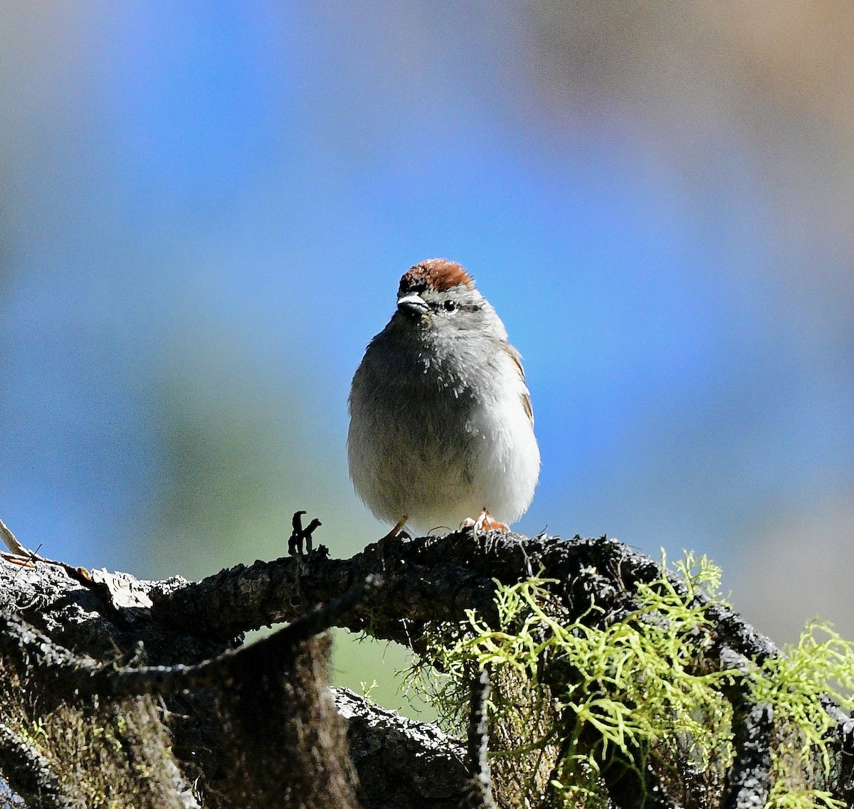 Chipping Sparrow - ML589501021