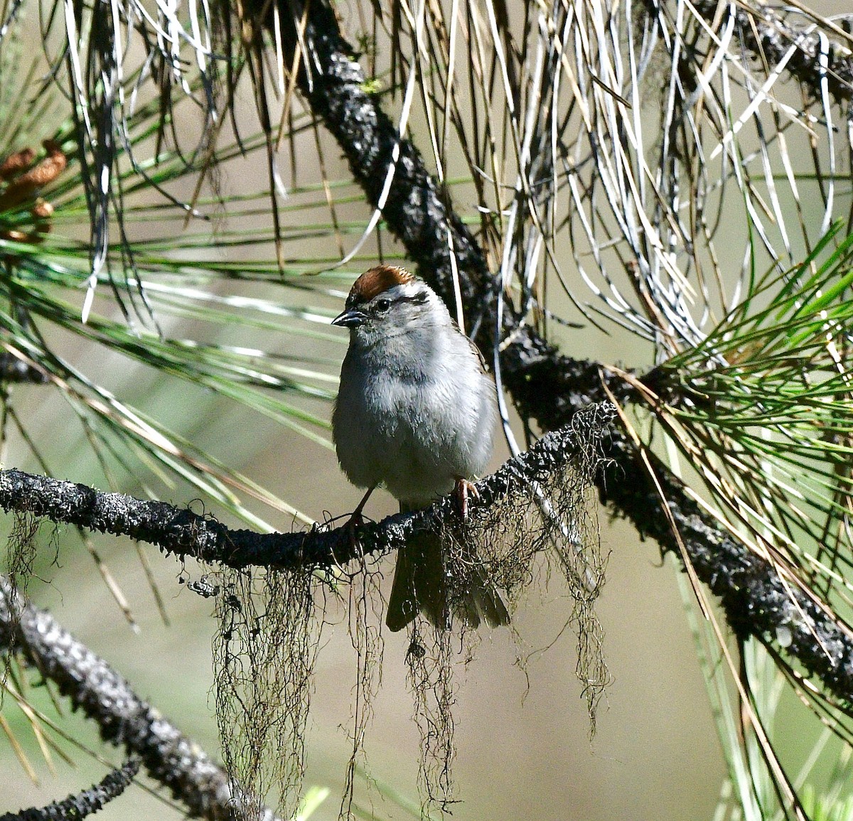 Chipping Sparrow - ML589501031