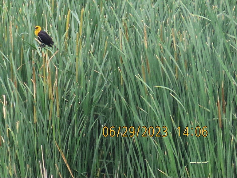 Yellow-headed Blackbird - ML589506831