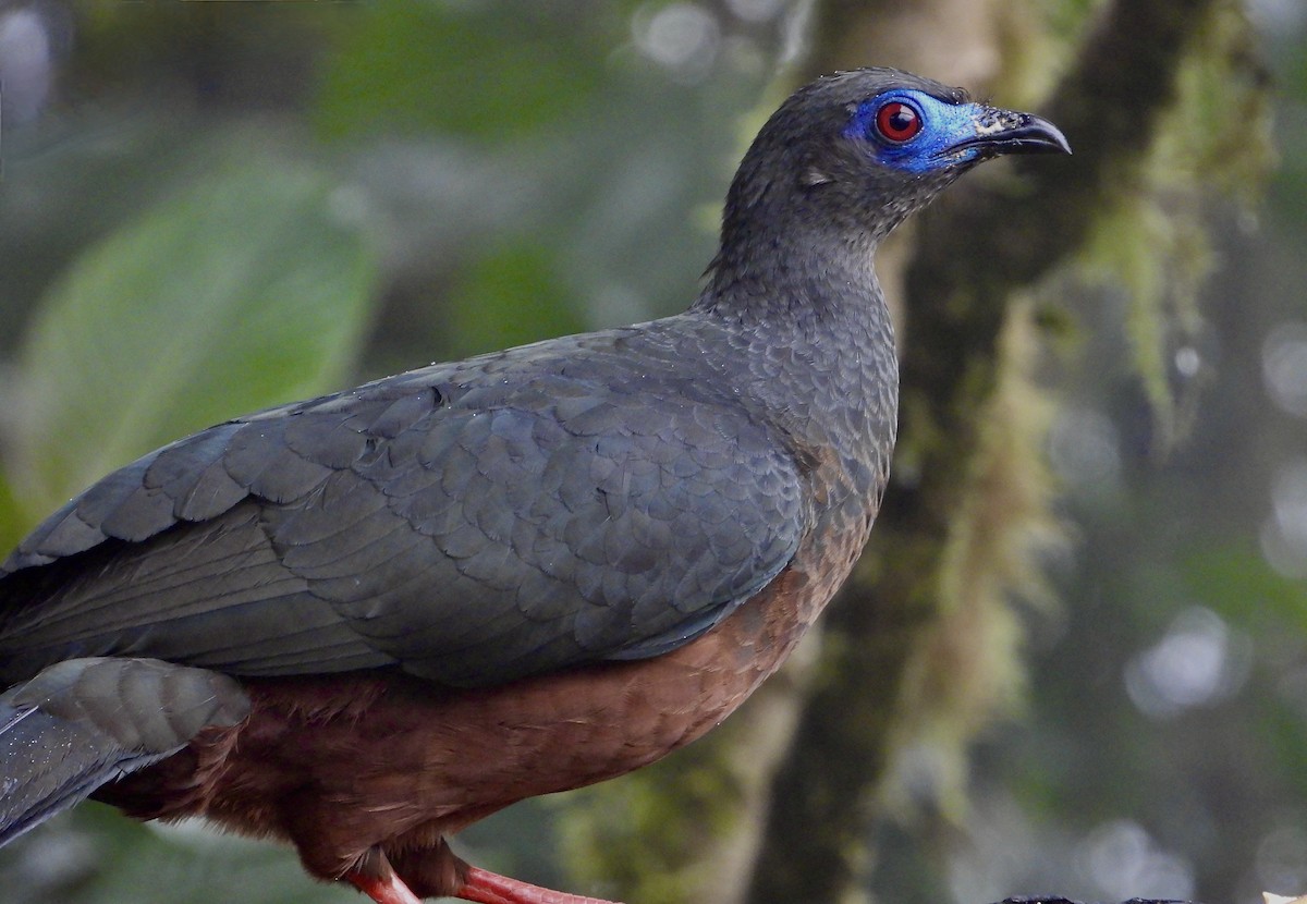 Sickle-winged Guan - ML589507631