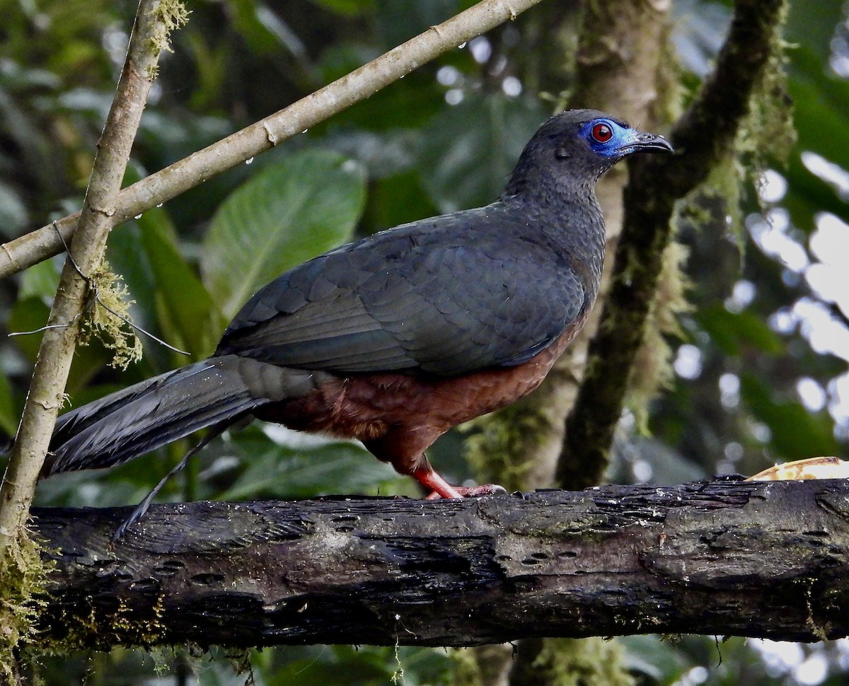Sickle-winged Guan - ML589507641