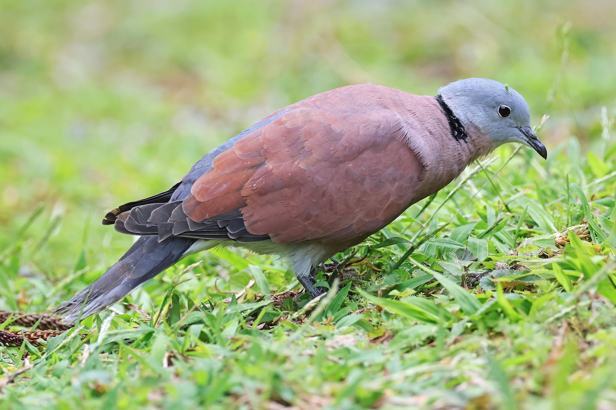Red Collared-Dove - ML589508361
