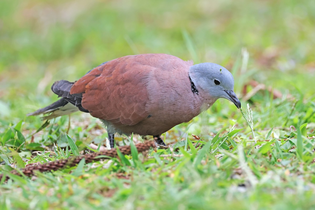 Red Collared-Dove - ML589508491