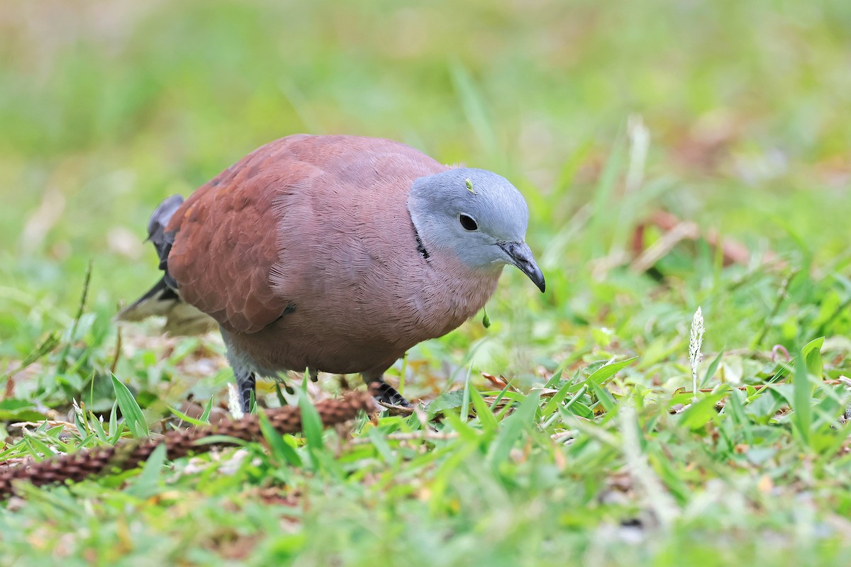 Red Collared-Dove - ML589508521