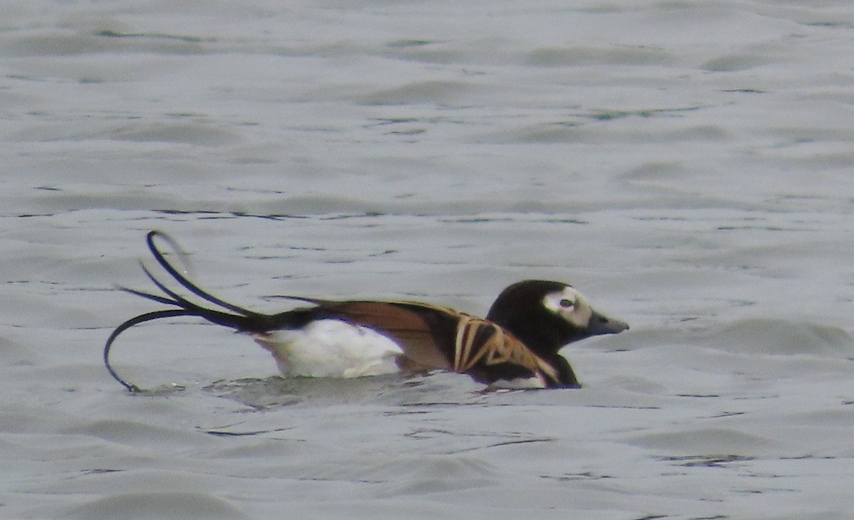 Long-tailed Duck - ML589509321