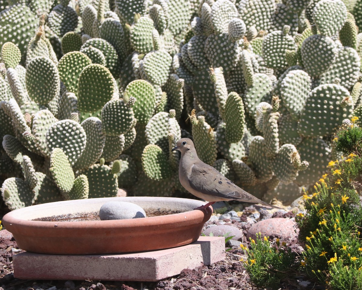 eBird Checklist 29 Jun 2023 Artesia Pahrump, Nv. 8 species