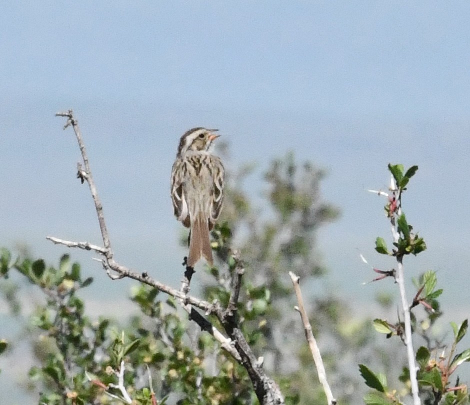 Clay-colored Sparrow - ML589511151