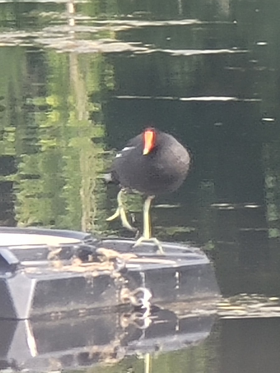 Ebird Checklist Jun Pickerington Ponds Burning Lake Area Species