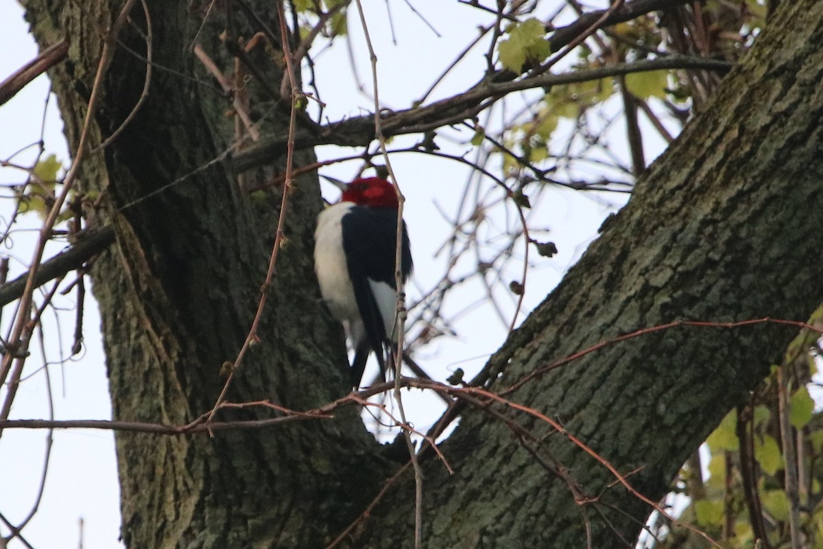 Red-headed Woodpecker - ML58951491