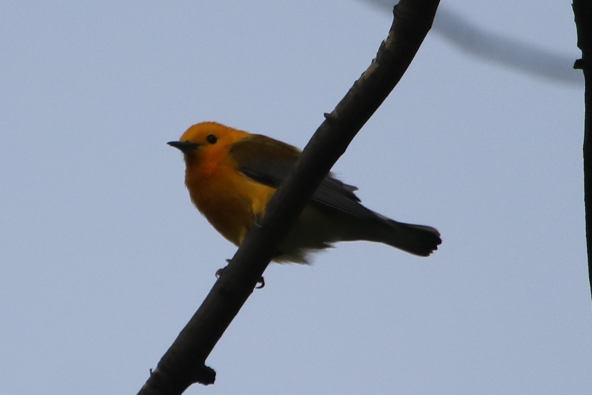 Prothonotary Warbler - ML58951581