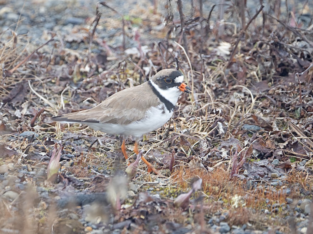 Semipalmated Plover - ML589519391