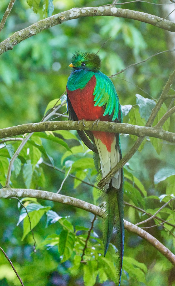 Resplendent Quetzal (Guatemalan) - Andrew Haffenden
