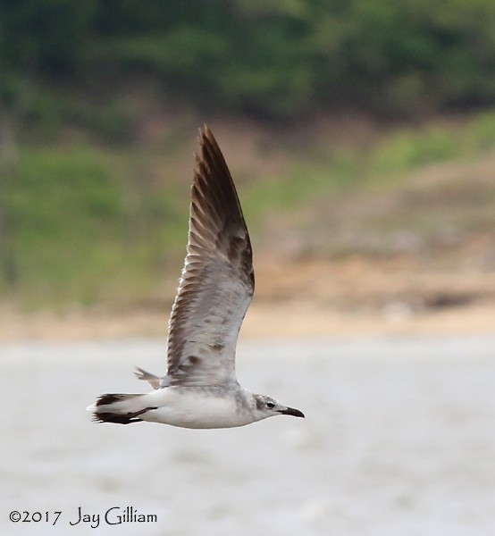 Laughing Gull - Jay Gilliam