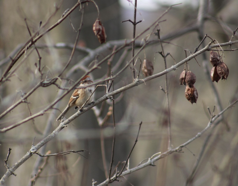 American Tree Sparrow - Deb Weltsch