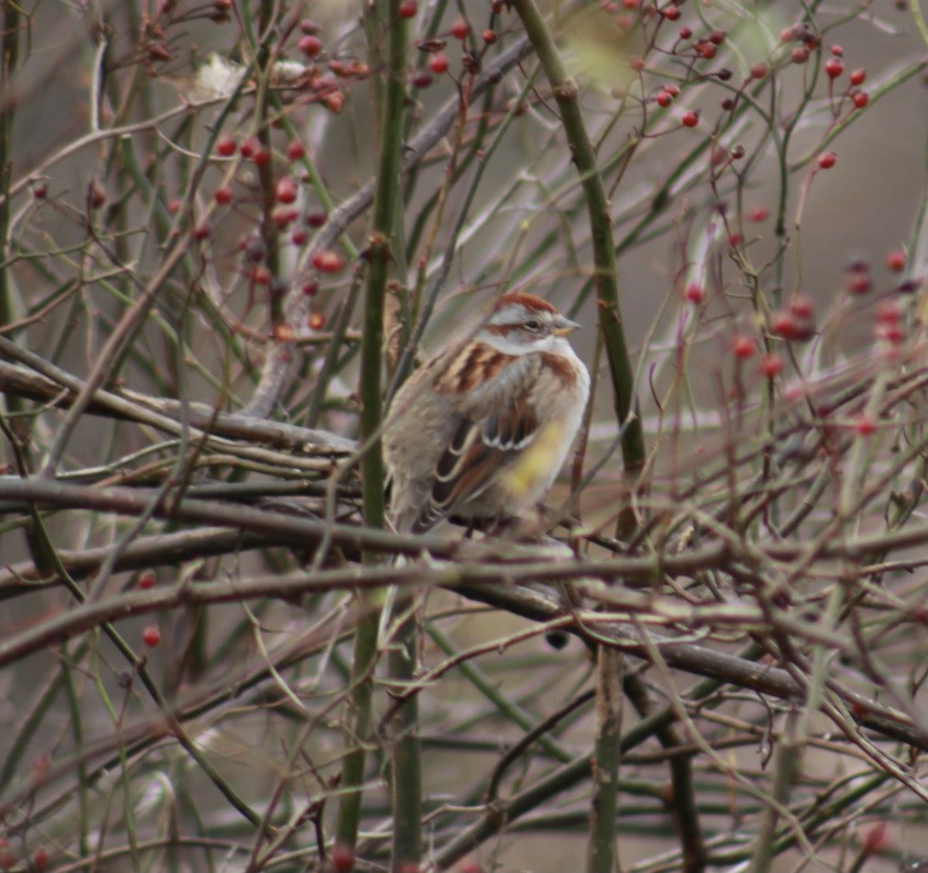 American Tree Sparrow - ML589527501