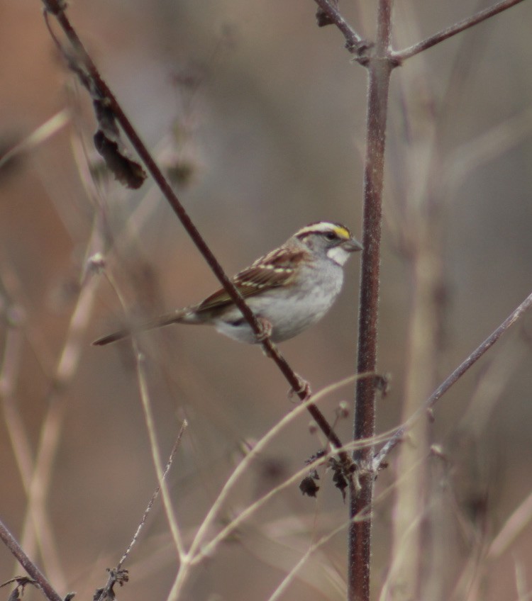 White-throated Sparrow - Deb Weltsch