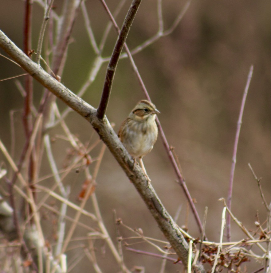 Swamp Sparrow - Deb Weltsch