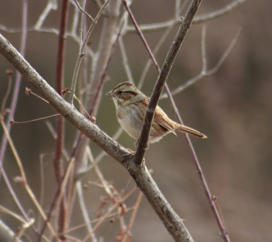 Swamp Sparrow - Deb Weltsch