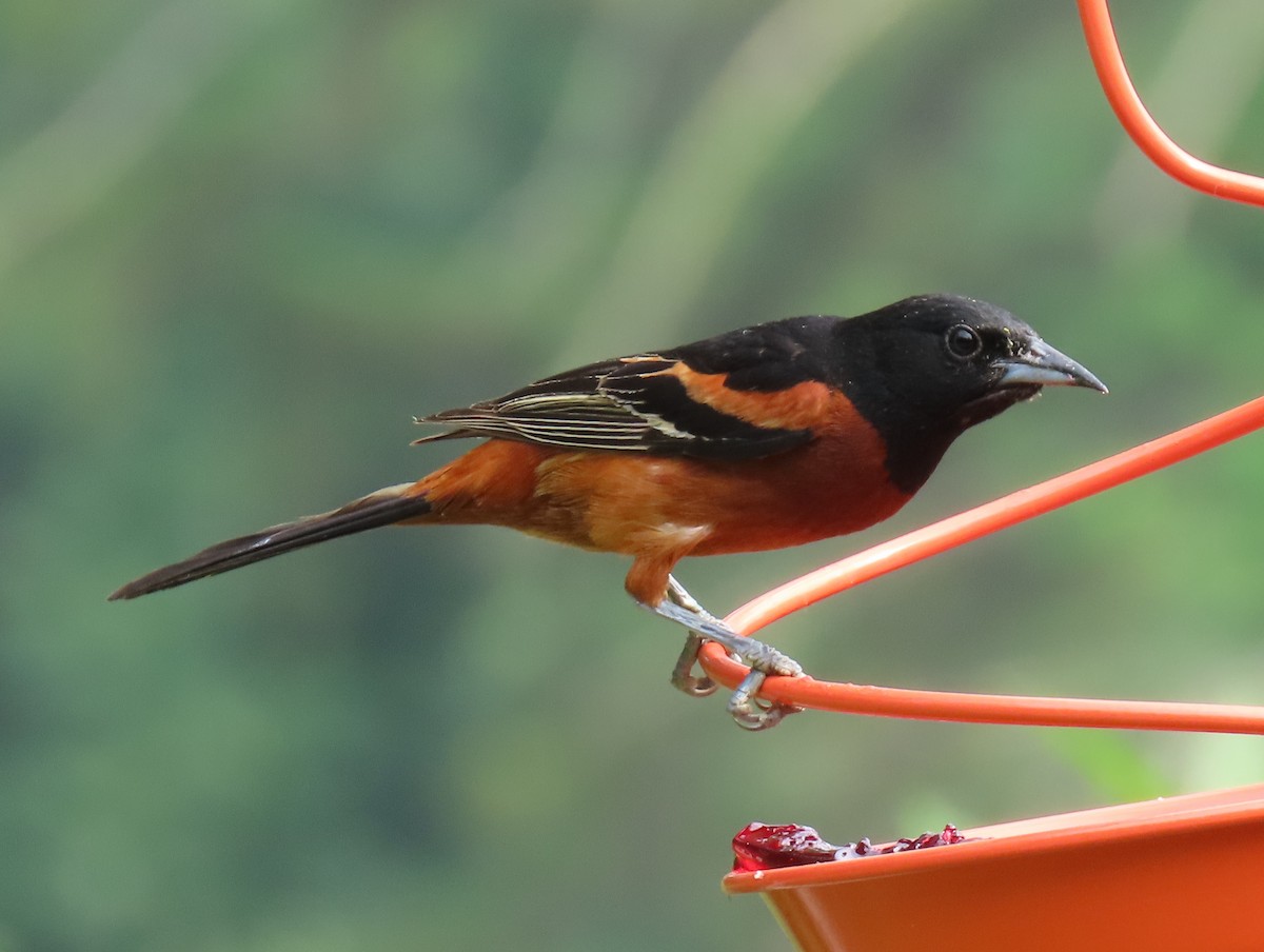 Orchard Oriole - ML589532941