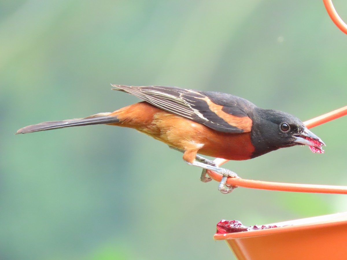 Orchard Oriole - ML589532961