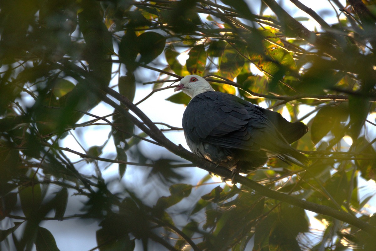 White-headed Pigeon - Lucas Russell