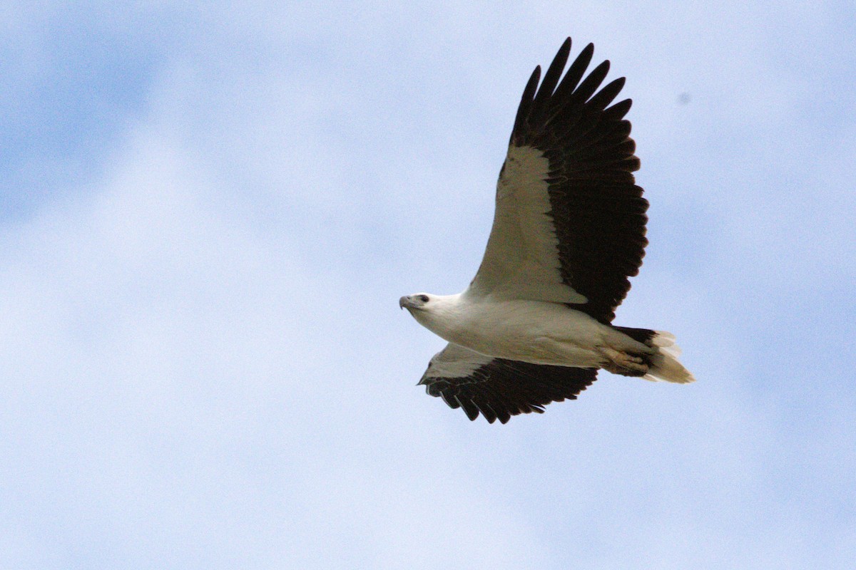 White-bellied Sea-Eagle - Lucas Russell