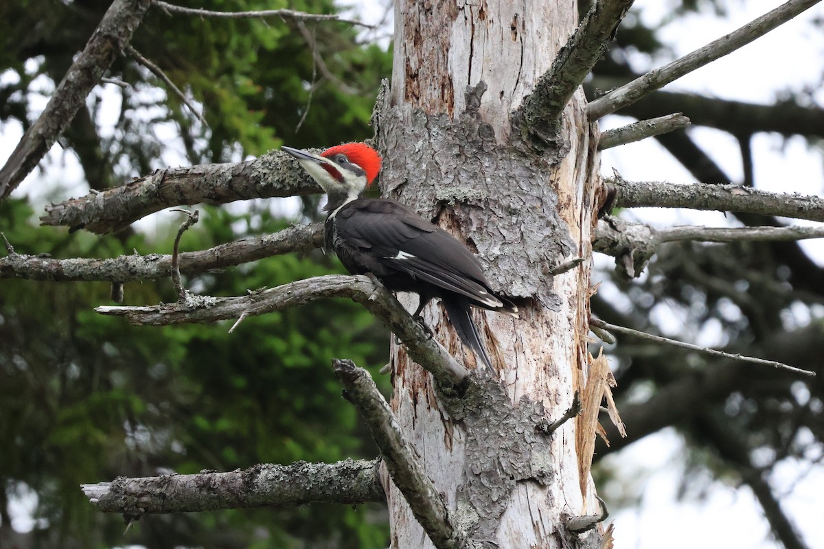 Pileated Woodpecker - Malcom Moniz