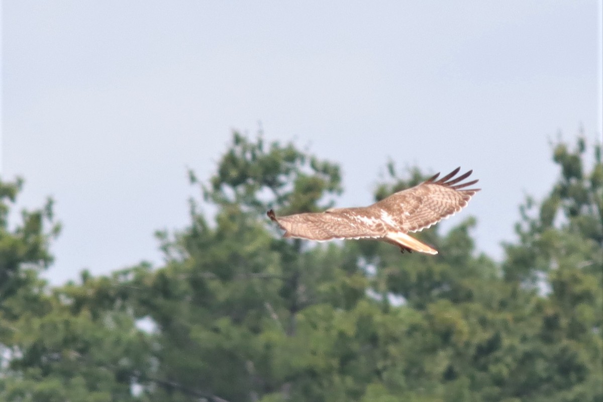 Red-tailed Hawk - ML589542441
