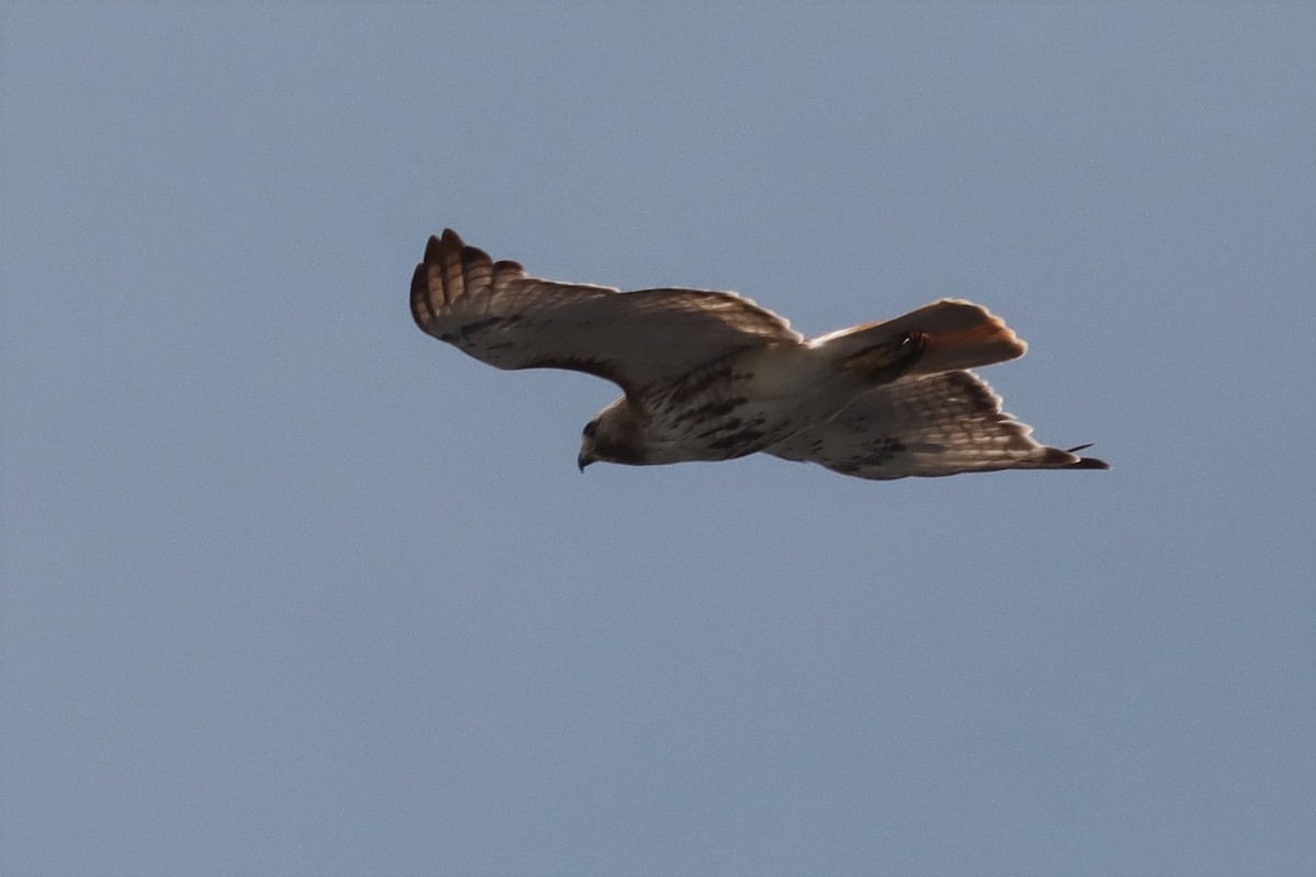 Red-tailed Hawk - ML589542451