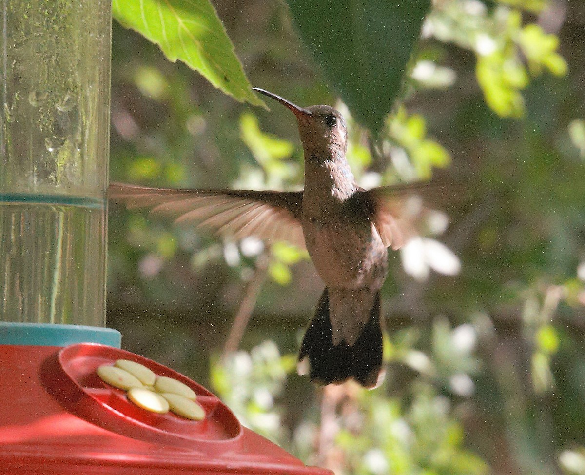 Broad-billed Hummingbird - ML58954321