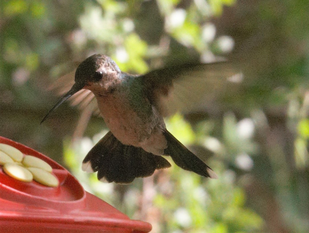 Broad-billed Hummingbird - ML58954331