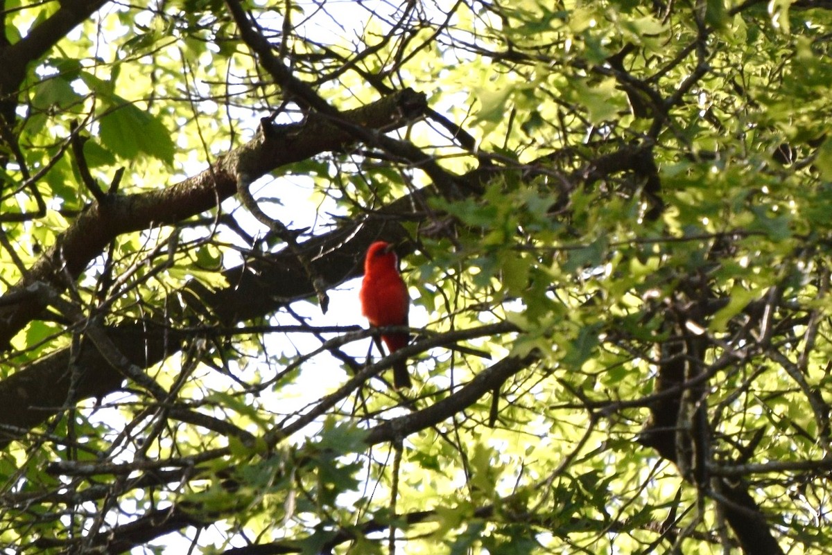 Scarlet Tanager - ML58954381