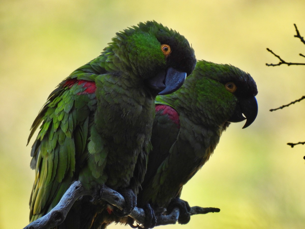 Maroon-fronted Parrot - ML589545181