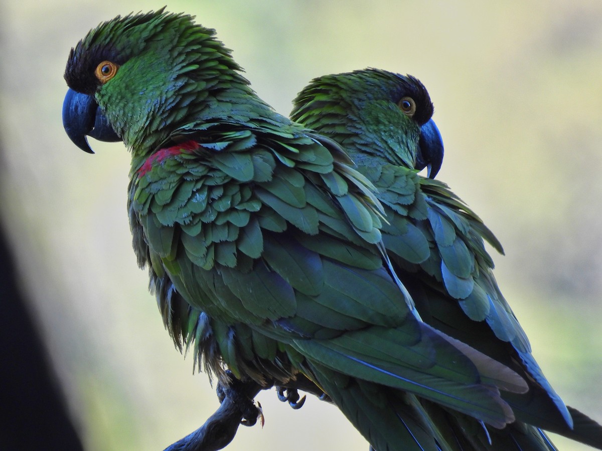 Maroon-fronted Parrot - ML589545191