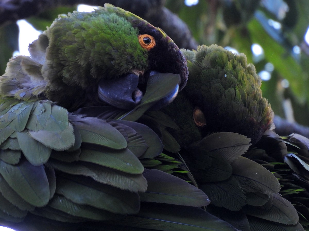 Maroon-fronted Parrot - ML589545201